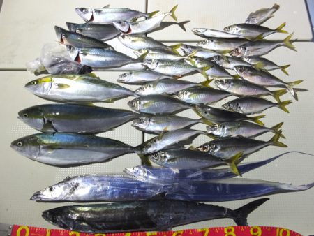 Hit Rush(ヒット ラッシュ） 釣果…