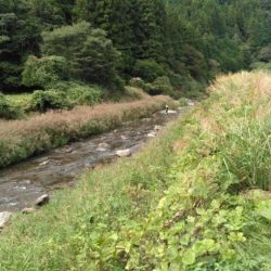 大井川（大井川(非)漁業協同組合） 釣果