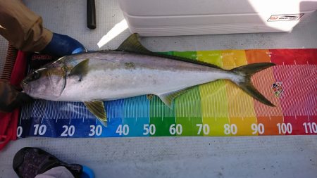 海龍丸(福岡) 釣果