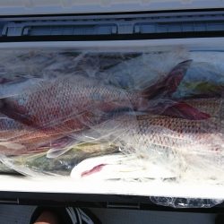 海龍丸(福岡) 釣果