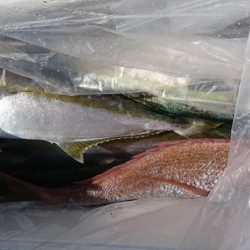 海龍丸(福岡) 釣果