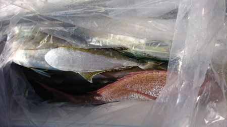 海龍丸(福岡) 釣果