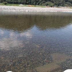 大井川(大井川(非)漁業協同組合) 釣果