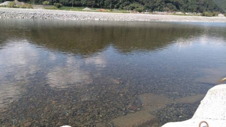 大井川(大井川(非)漁業協同組合) 釣果