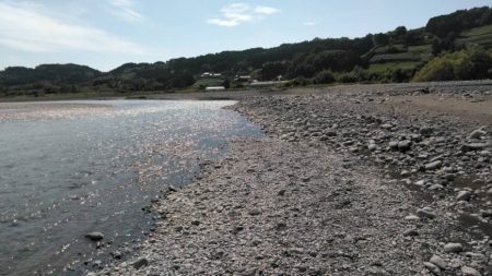 大井川（大井川(非)漁業協同組合） 釣果