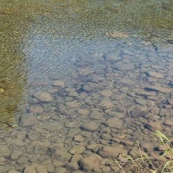 大井川(大井川(非)漁業協同組合) 釣果