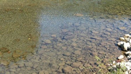 大井川(大井川(非)漁業協同組合) 釣果