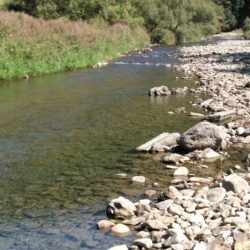 大井川(大井川(非)漁業協同組合) 釣果