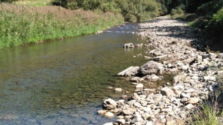 大井川(大井川(非)漁業協同組合) 釣果