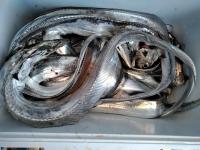 おおせき丸 釣果