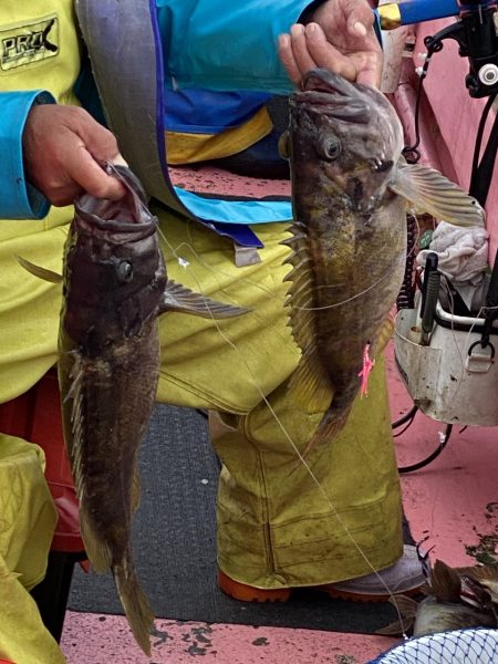 第八平成丸 釣果