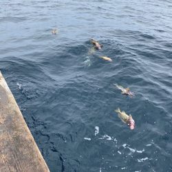 第八平成丸 釣果