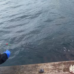 第八平成丸 釣果