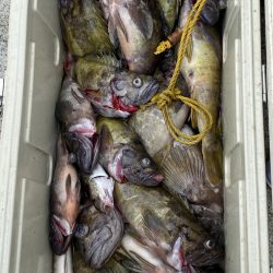 第八平成丸 釣果