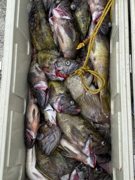 第八平成丸 釣果