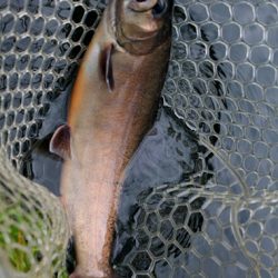 小菅トラウトガーデン 釣果