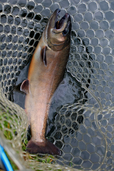 小菅トラウトガーデン 釣果