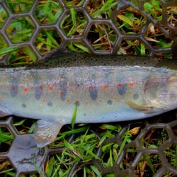 小菅トラウトガーデン 釣果