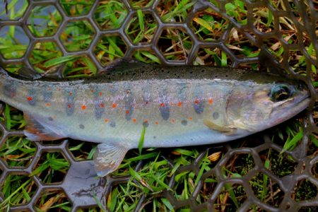 小菅トラウトガーデン 釣果