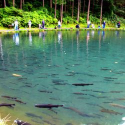 小菅トラウトガーデン 釣果