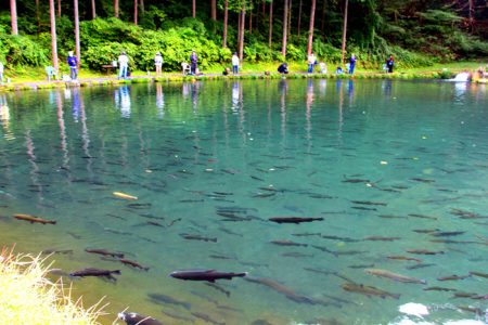 小菅トラウトガーデン 釣果