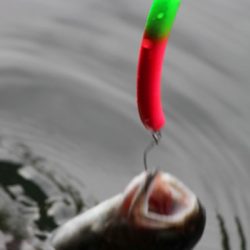 小菅トラウトガーデン 釣果