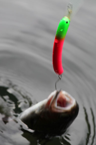 小菅トラウトガーデン 釣果