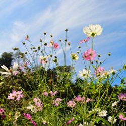 小菅トラウトガーデン 釣果