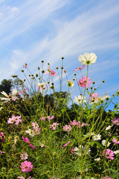 小菅トラウトガーデン 釣果