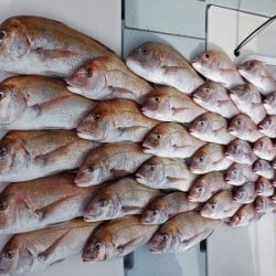 遊漁船 幸友丸 釣果