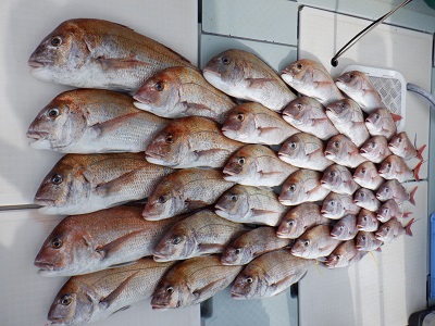 遊漁船 幸友丸 釣果