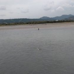 大井川(大井川(非)漁業協同組合) 釣果