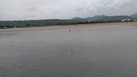 大井川(大井川(非)漁業協同組合) 釣果