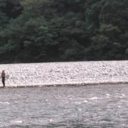 大井川(大井川(非)漁業協同組合) 釣果