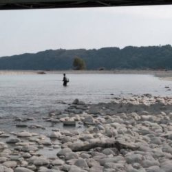 大井川(大井川(非)漁業協同組合) 釣果