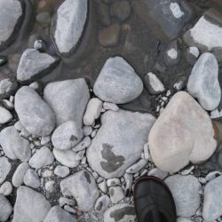 大井川(大井川(非)漁業協同組合) 釣果