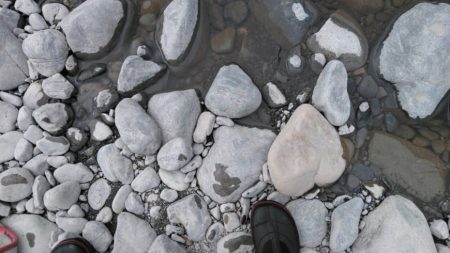 大井川(大井川(非)漁業協同組合) 釣果