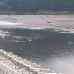 大井川(大井川(非)漁業協同組合) 釣果