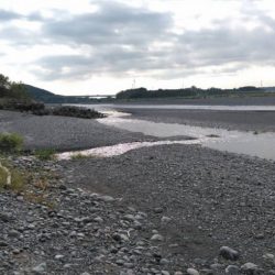 大井川(大井川(非)漁業協同組合) 釣果