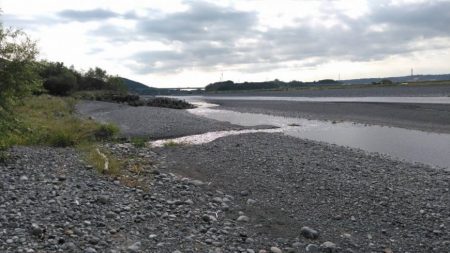 大井川(大井川(非)漁業協同組合) 釣果