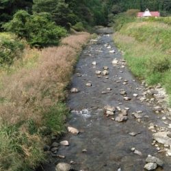 大井川(大井川(非)漁業協同組合) 釣果