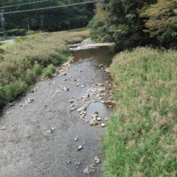 大井川(大井川(非)漁業協同組合) 釣果
