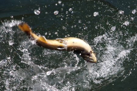 小菅トラウトガーデン 釣果