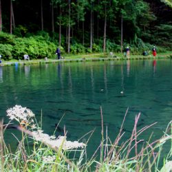 小菅トラウトガーデン 釣果