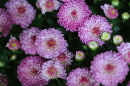 小菅トラウトガーデン 釣果