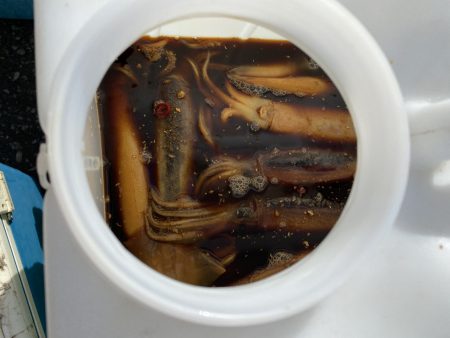 第八平成丸 釣果