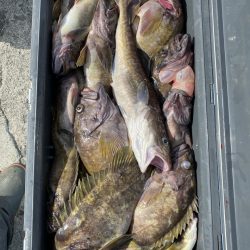 第八平成丸 釣果