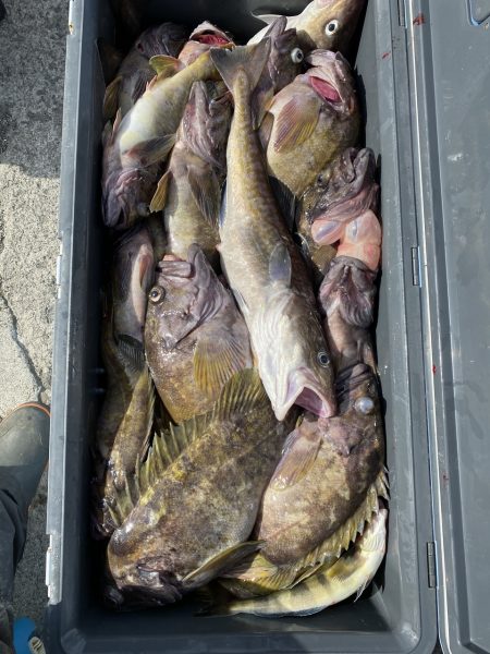 第八平成丸 釣果