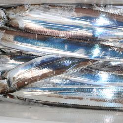 松本釣船２ 釣果