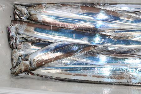 松本釣船２ 釣果